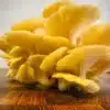 golden oyster mushrooms for sale