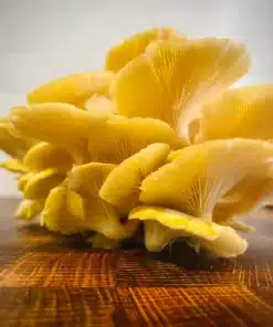 golden oyster mushrooms for sale