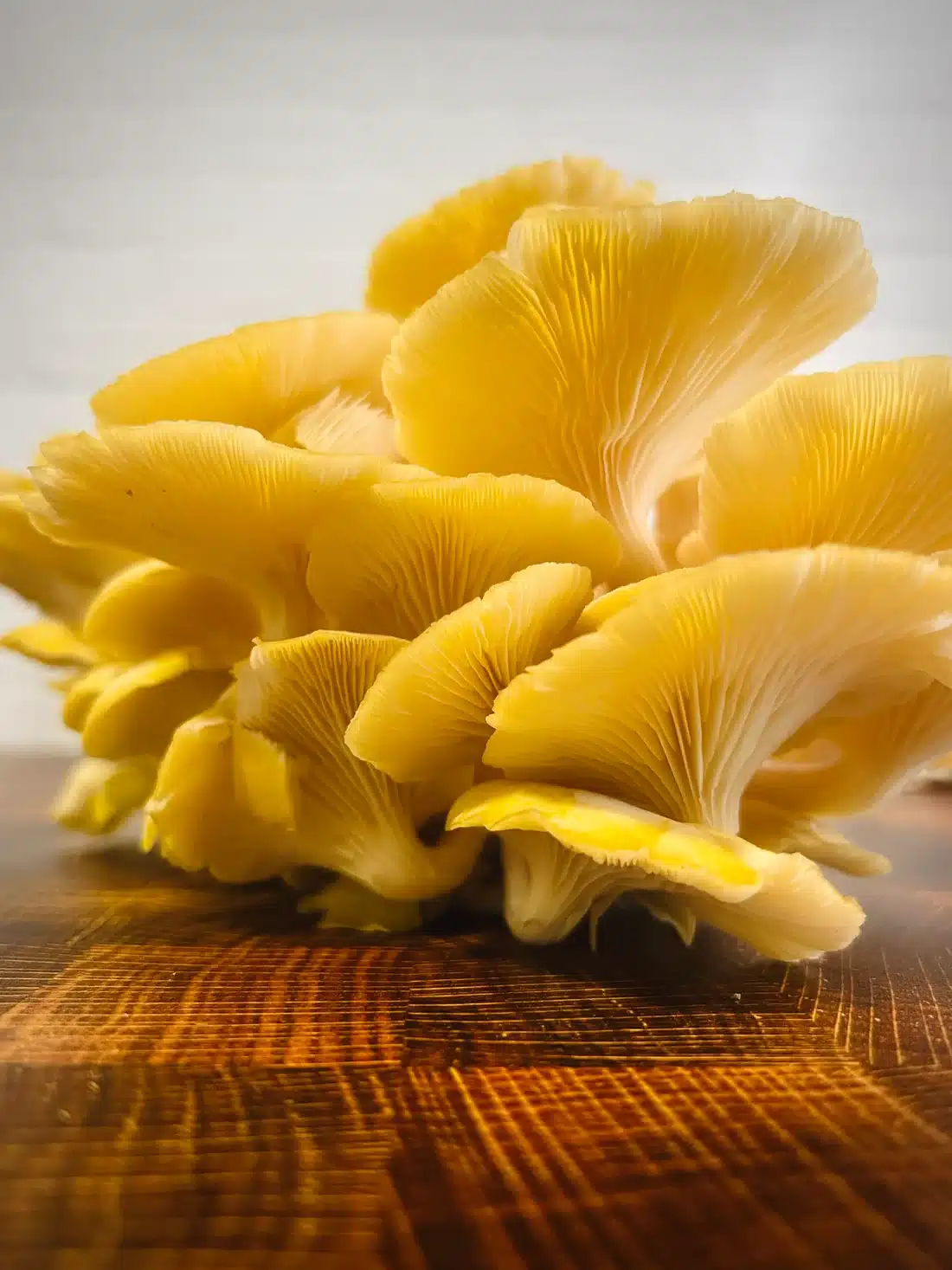 - 2024 04 2715.54.28 Golden Oyster Mushroom(1/2oz) golden oyster mushrooms for sale