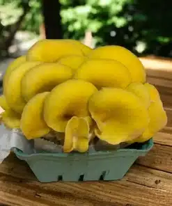 - A298A209 993C 4C2D B149 CD395DFB595D Golden Oyster Mushroom(1/2oz) - A298A209 993C 4C2D B149 CD395DFB595D Golden Oyster Mushroom(1/2oz)