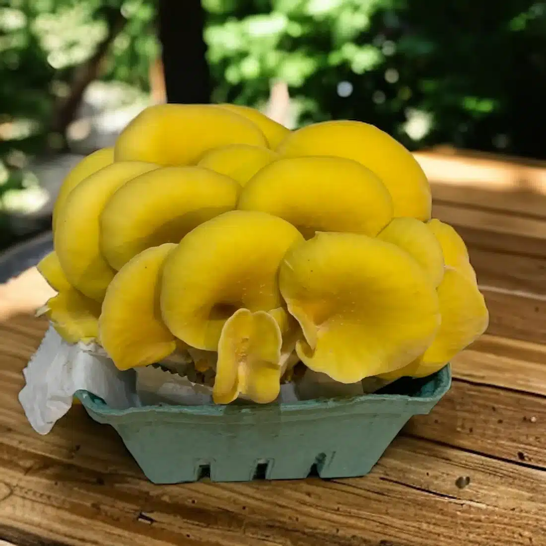 - A298A209 993C 4C2D B149 CD395DFB595D Golden Oyster Mushroom(1/2oz) Golden Oyster Mushroom(1/2oz) - Image 3