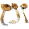 Alacabenzi magic mushroom