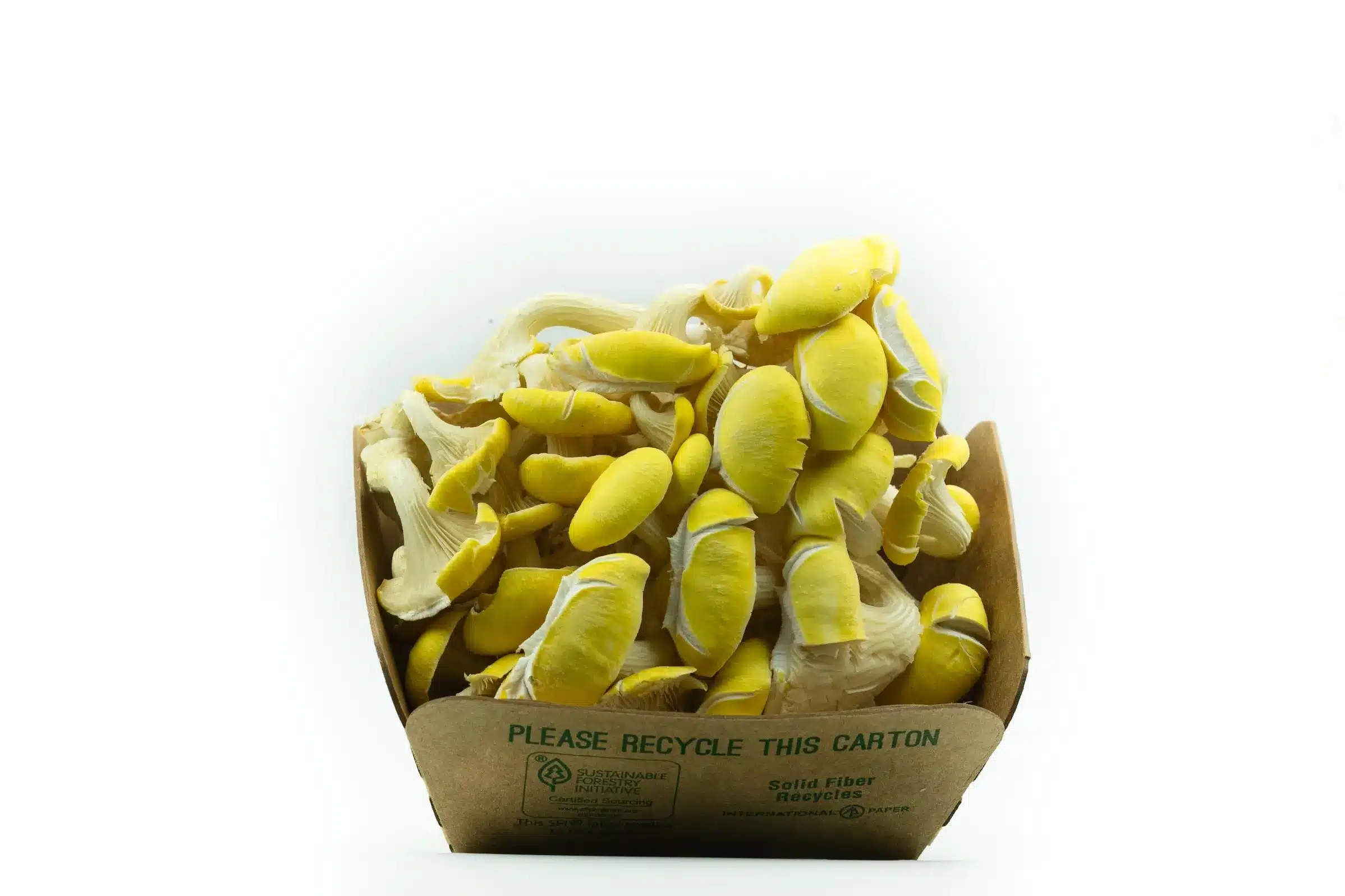 - golden oyster mushrooms Golden Oyster Mushroom(1/2oz) Golden Oyster Mushroom(1/2oz) - Image 2